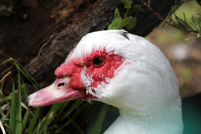 市场溢价还 市场溢价还